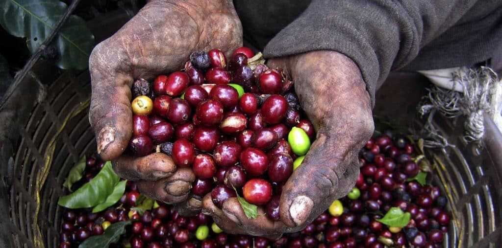 Hands holding Costa Rican coffee beans