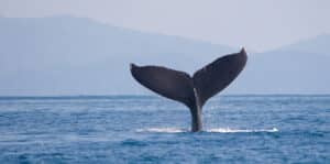 Whale tail breeching in the ocean off the coast of Nova Scotia, Canada