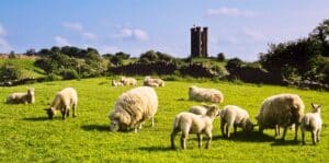 Sheep grazing in front of Broughton Grange Castle in Costwolds, England