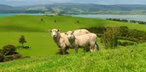 Sheep in New Zealand