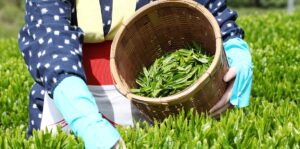 Woman harvesting tea in Japan