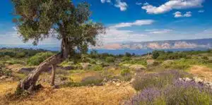 Olive tree and Lavender field in Croatia