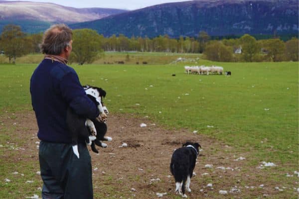 Get a look at local life in the Scottish Highlands on a farm