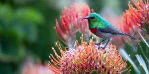 Petite Sunbird on bright flower, South Africa
