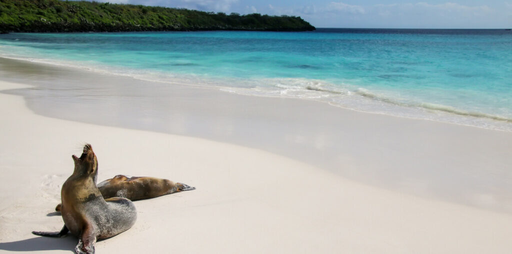 Seals on a remote beach in the Galapagos 