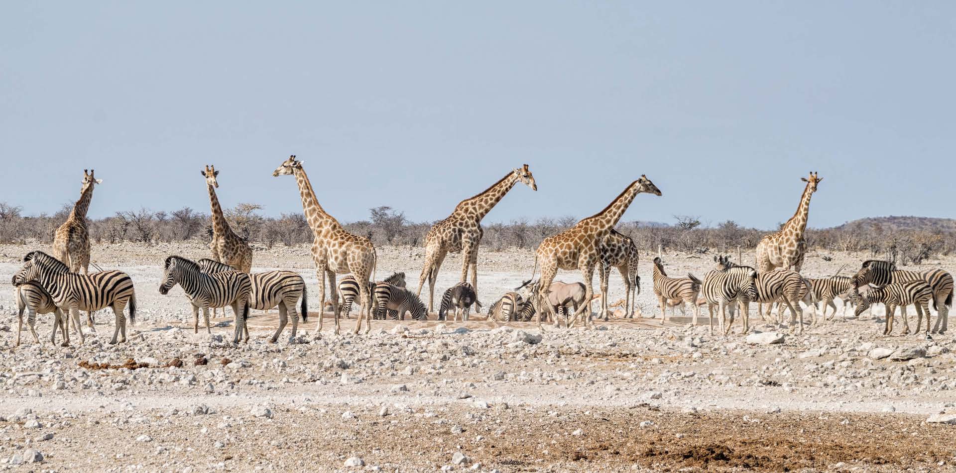 Giraffes on safari