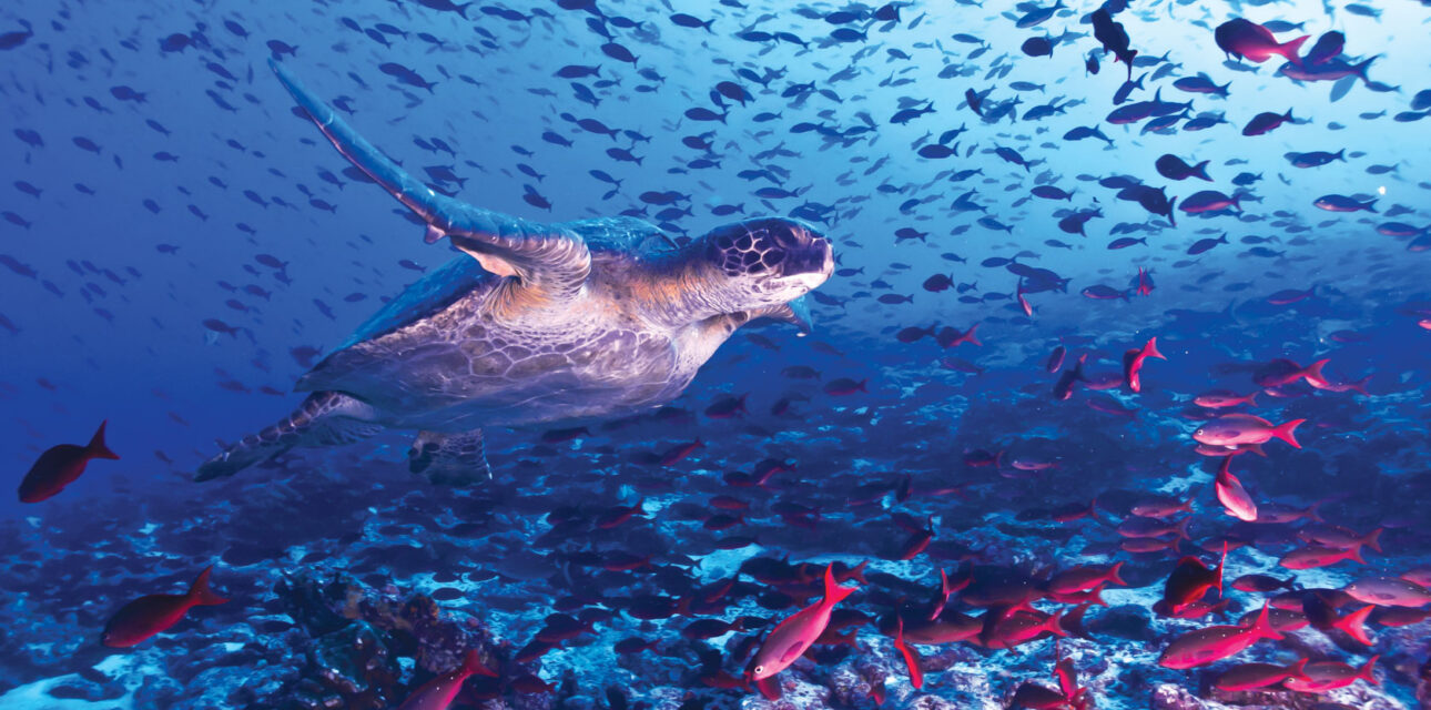 A seal in the Ocean.