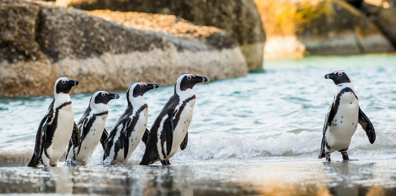Penguins in Africa.