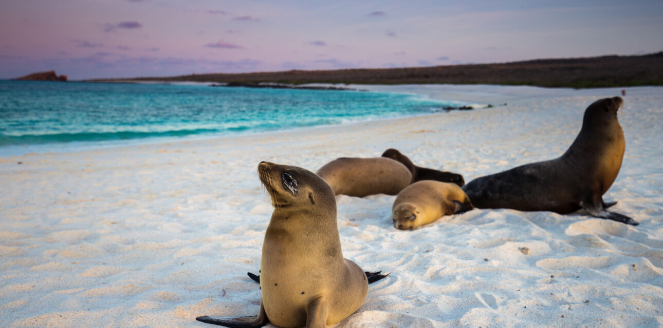 A seal on a beach.