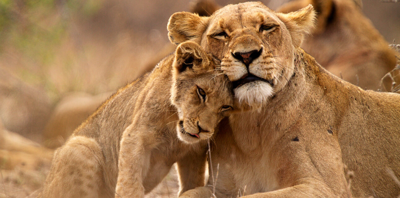 Lions in Africa.