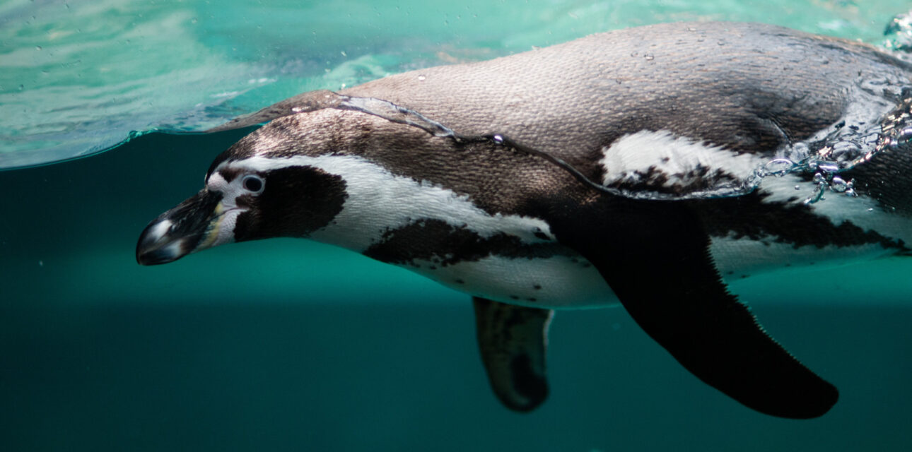 A penguin in Ecuador.