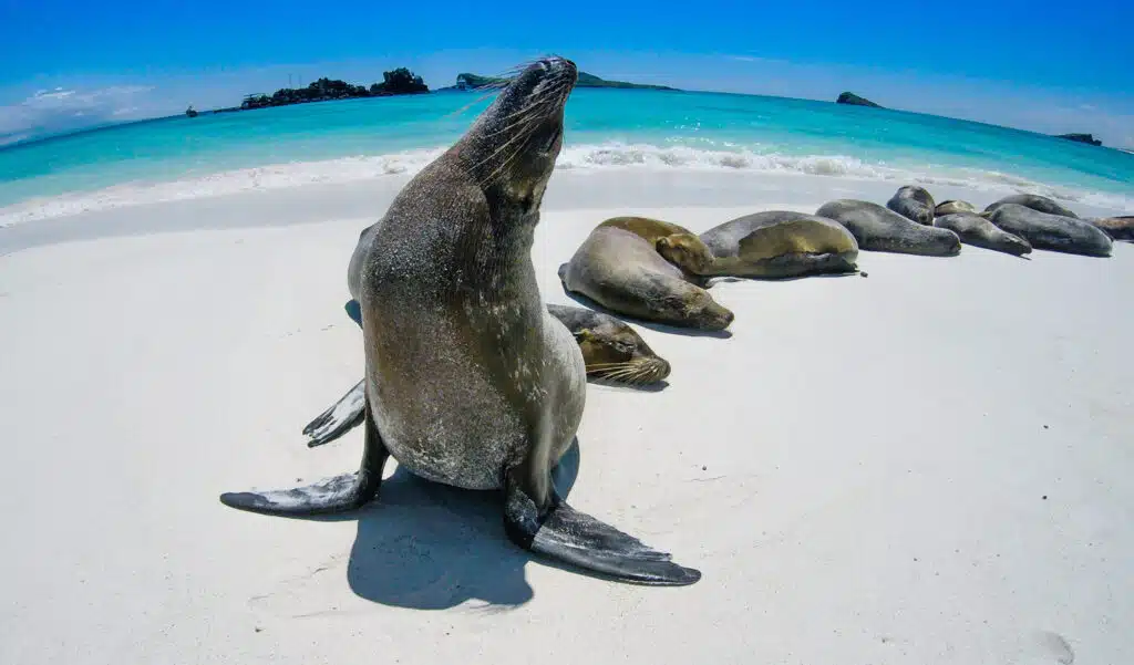 Galapagos sea lions on a white, sandy beach