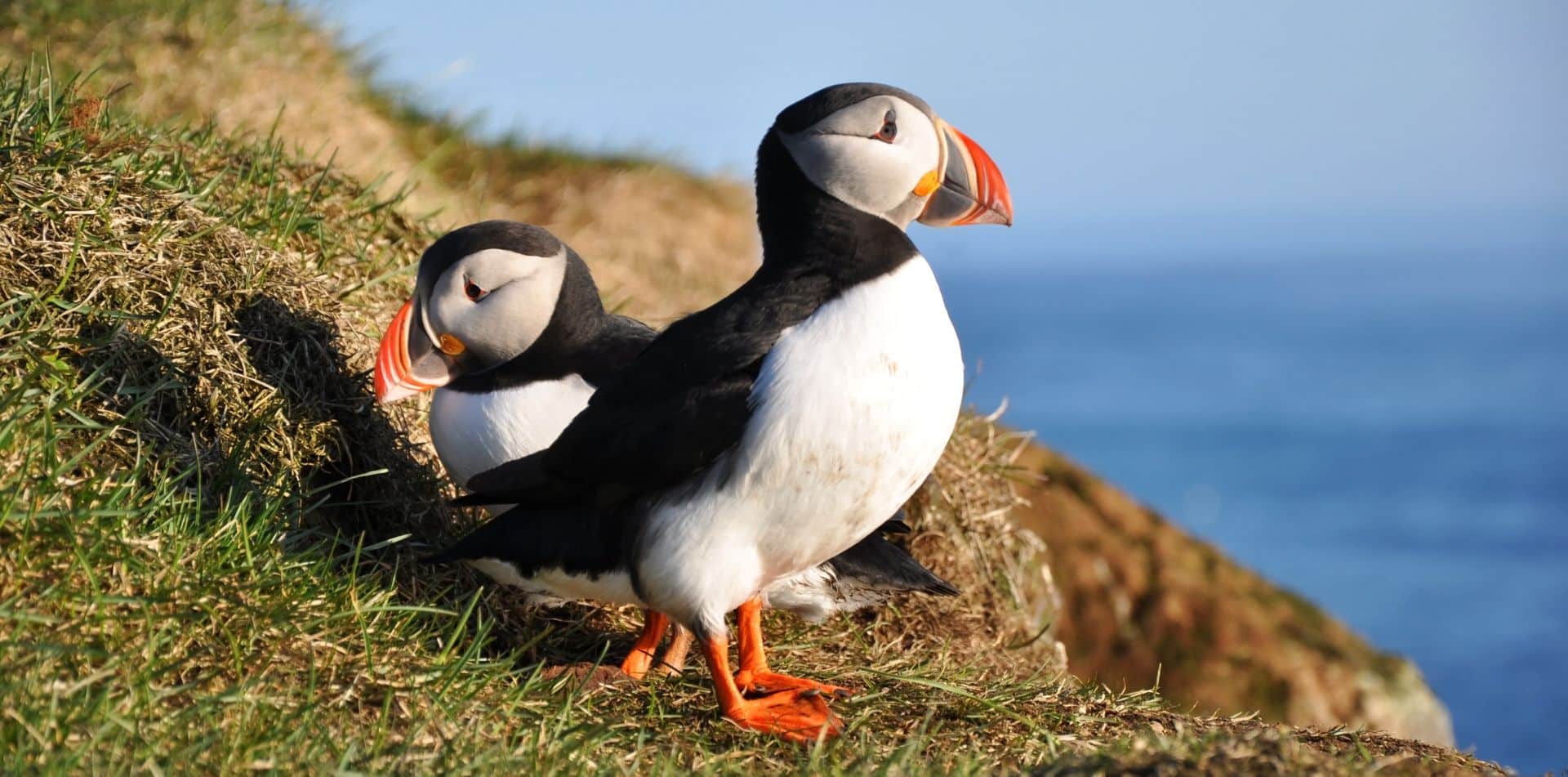 Puffins in Iceland