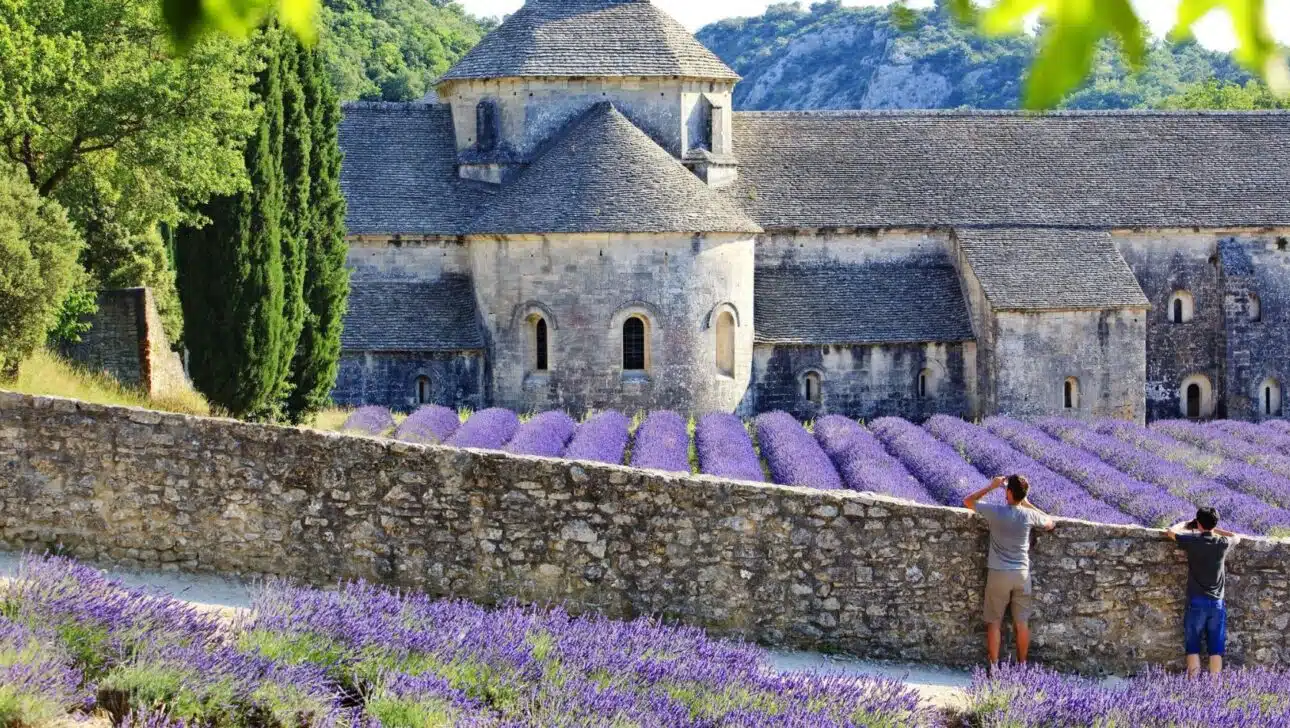 France Provence lavender fields