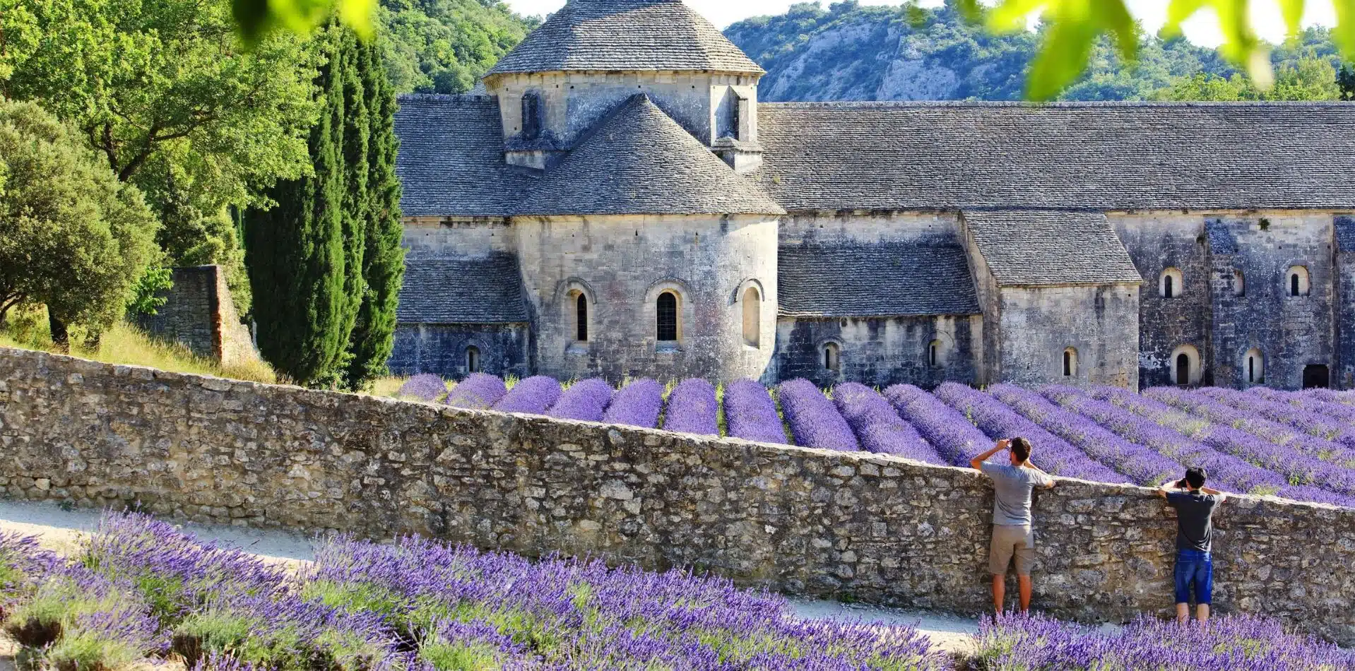 France Provence lavender fields