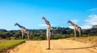 South Africa, woman on safari with giraffes