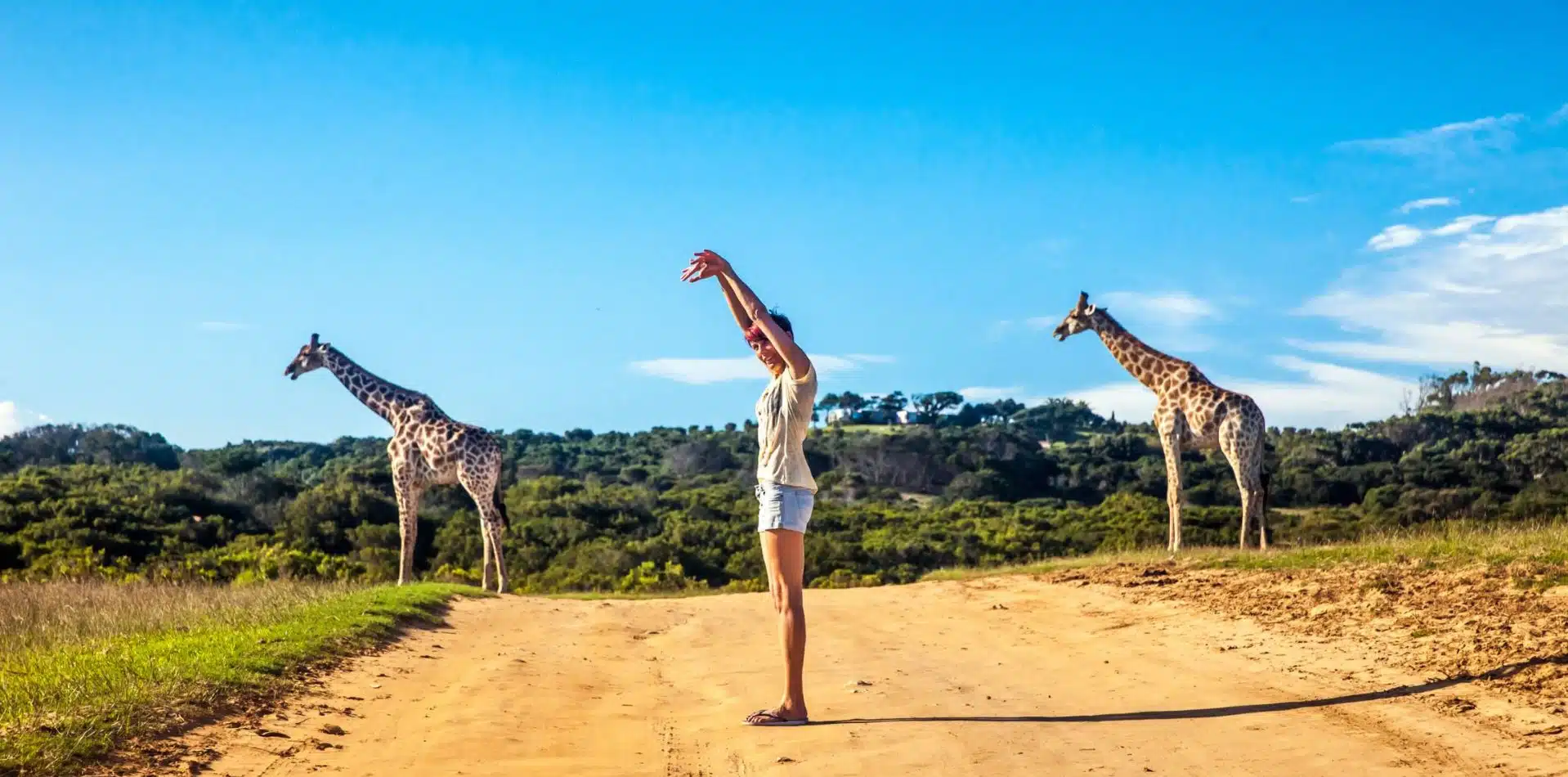 South Africa, woman on safari with giraffes