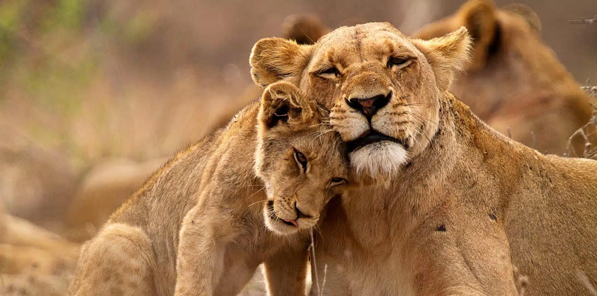 Lions in South Africa