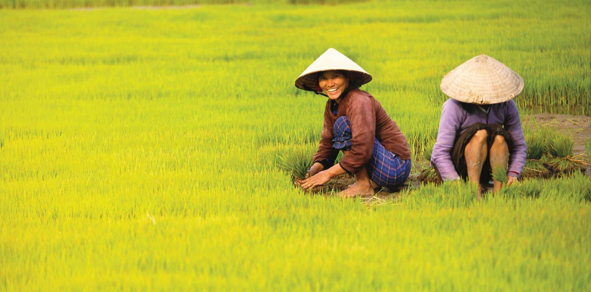Woman working in a field in Vietnam