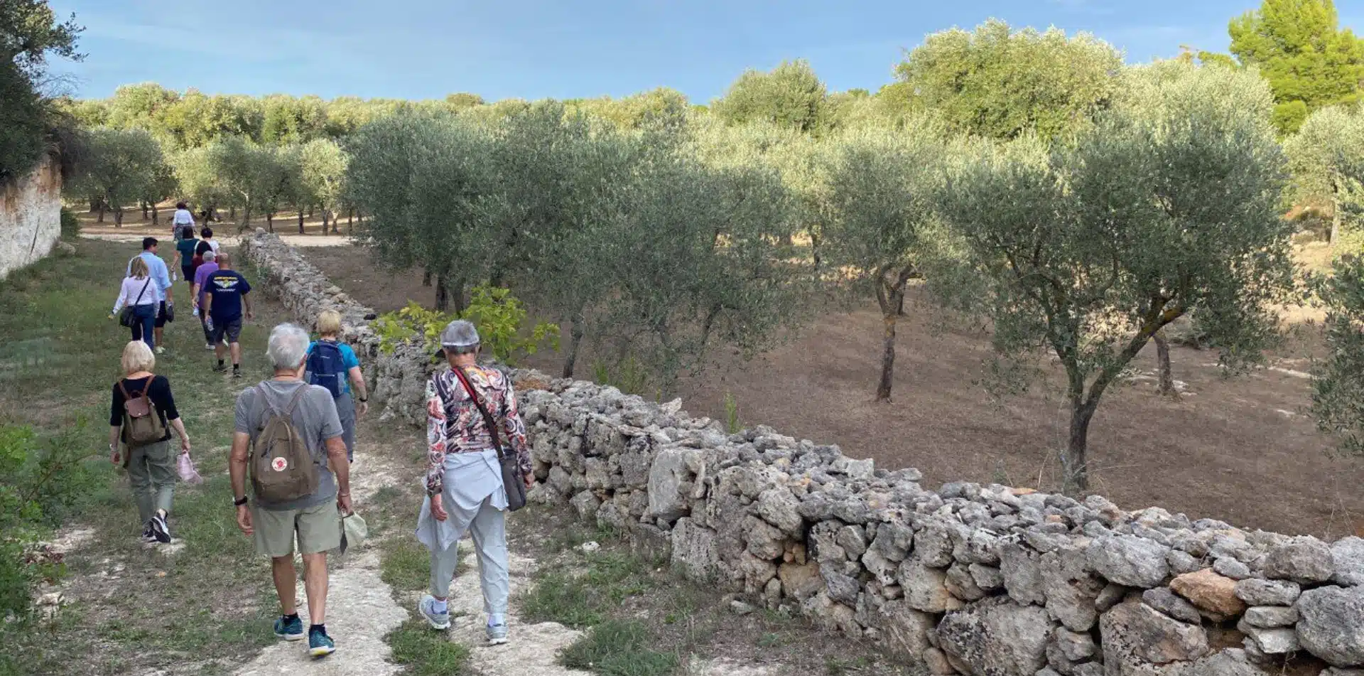 Walk among olive groves in Puglia, Italy