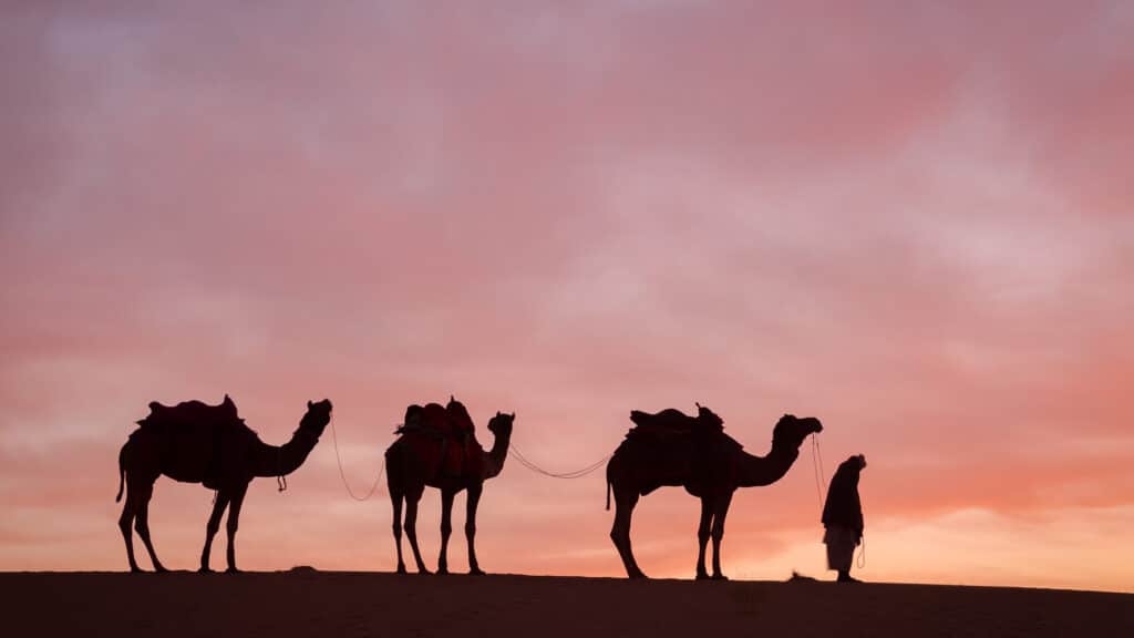 Africa & Middle East camel silhouette..