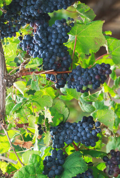 Bunches of fresh grapes.