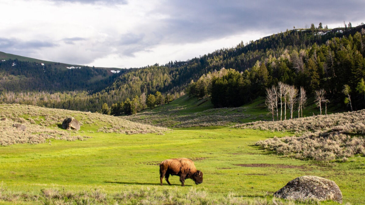 A bison in a field.