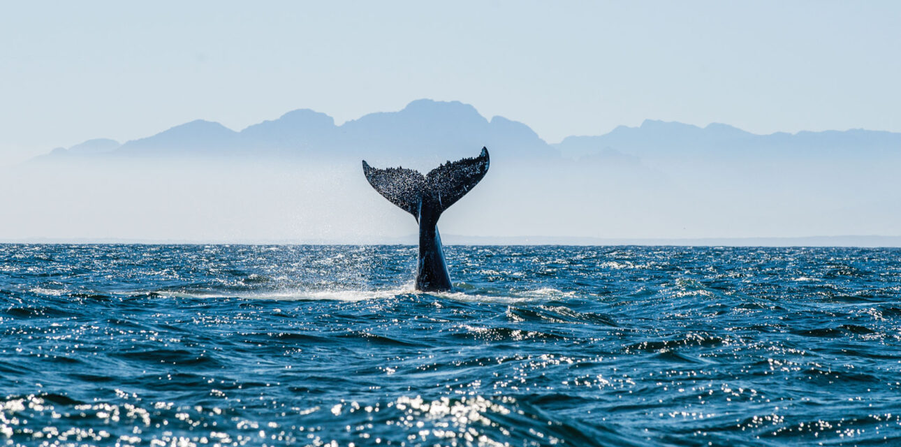 A whale tale out of the ocean.