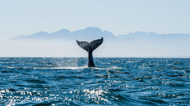 A whale tale out of the ocean.