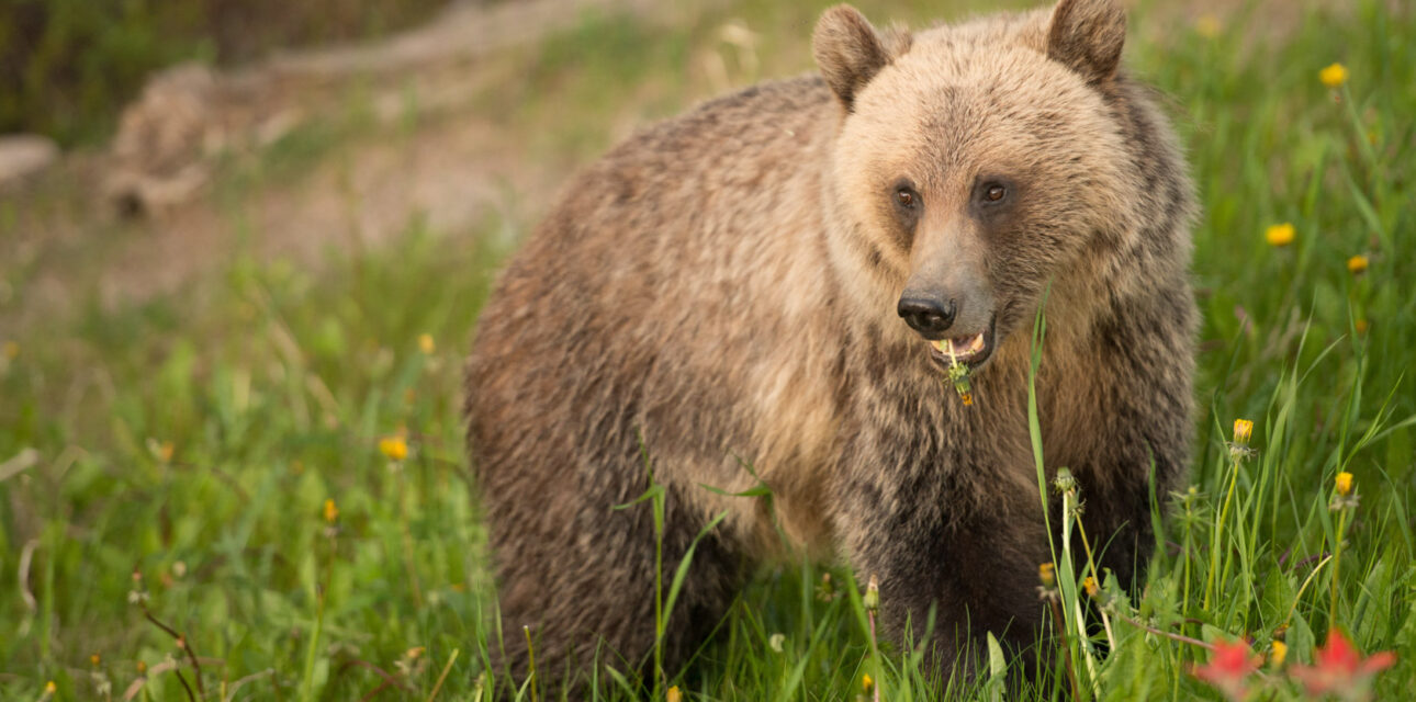 A bear walking.