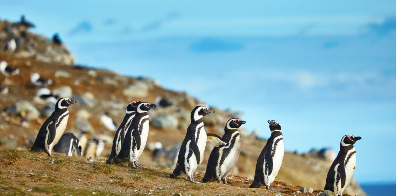Penguins in Chile.
