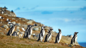 Penguins in Chile.