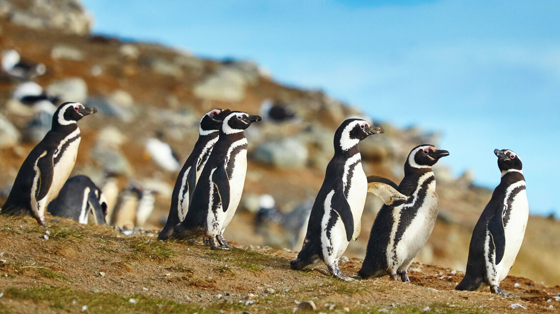 Penguins in Chile.