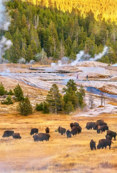 National park with bison.