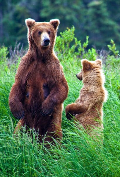 Two brown bears.