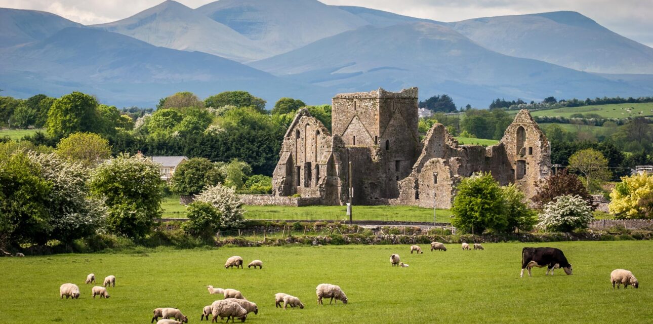 A flock of sheep in the UK.