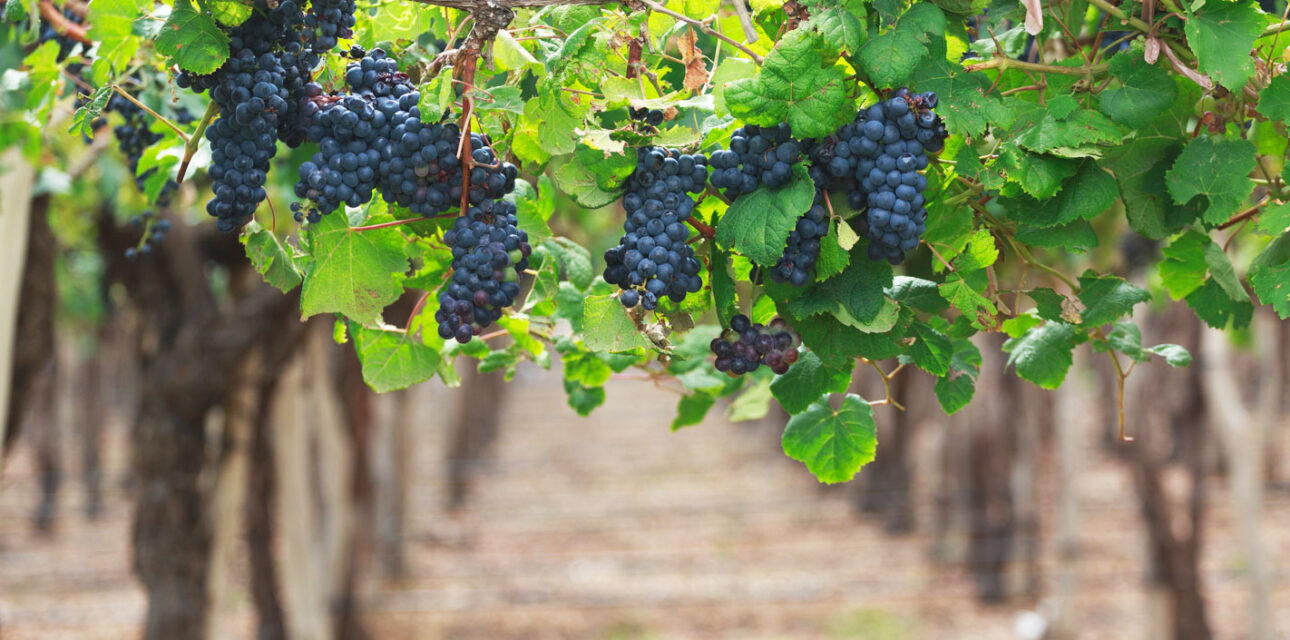 Dark Grapes on the vine at a Chilean Vineyard