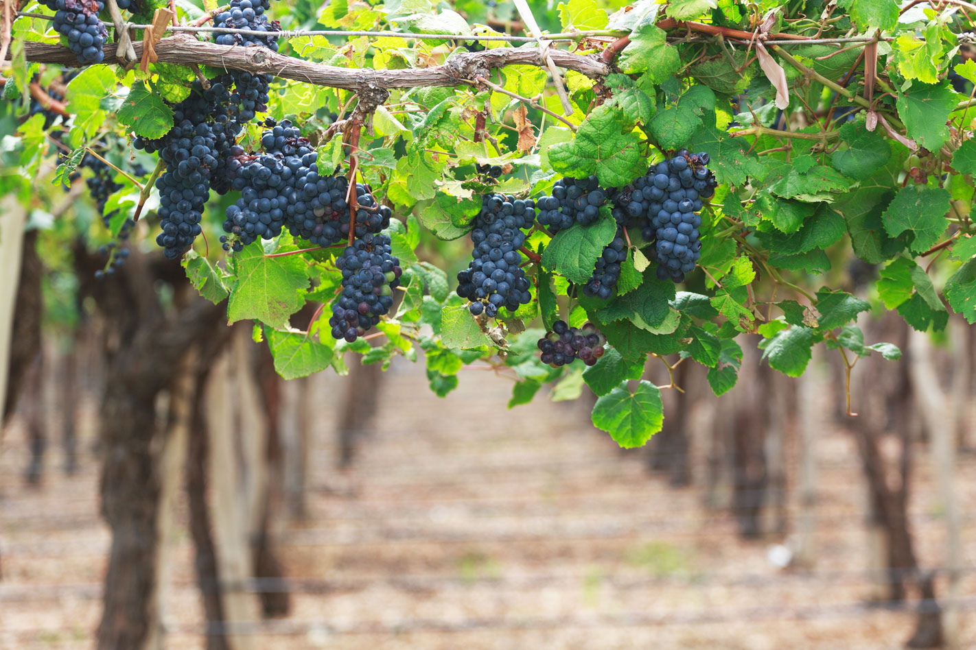 Dark grapes on the vine at a Vineyard