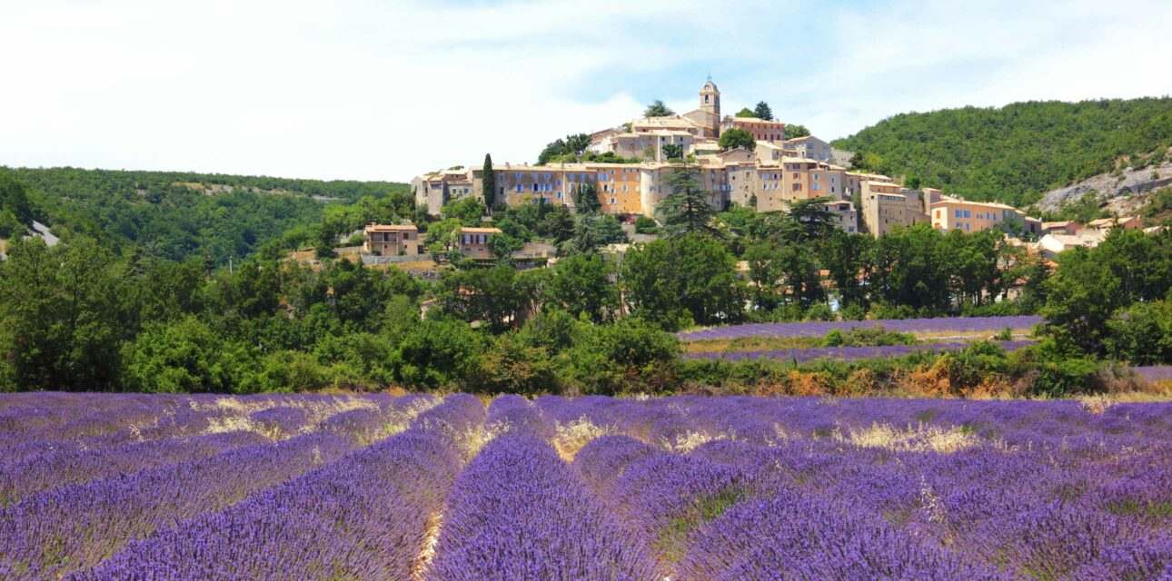 A field of lavender in Southern France.