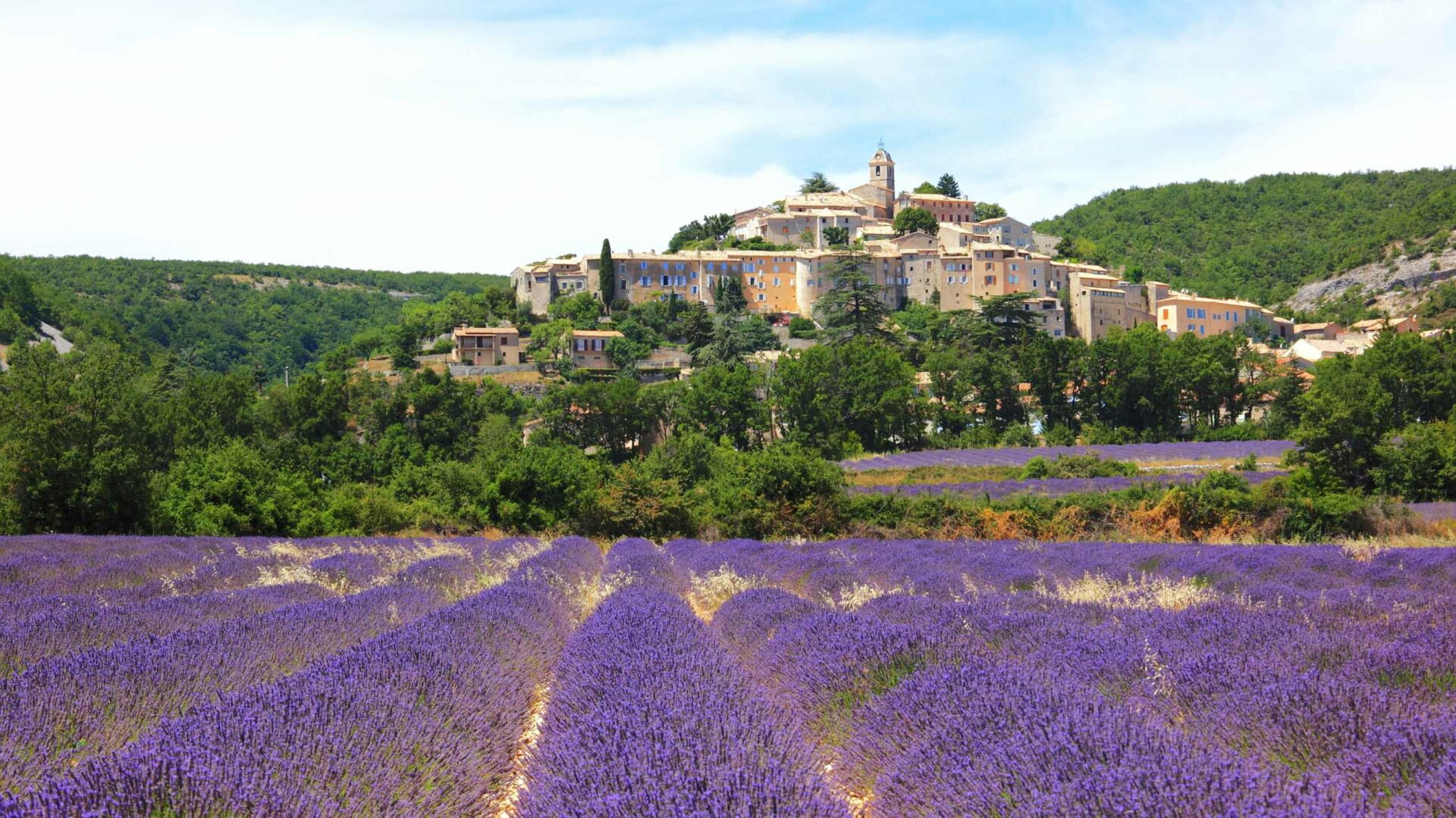 A field of lavender in Southern France.