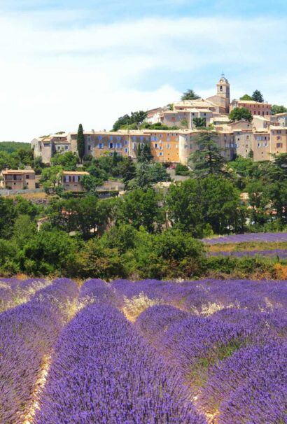 A field of lavender in Southern France.