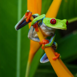 A frog resting on a leaf.