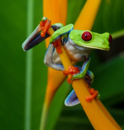 A frog resting on a leaf.