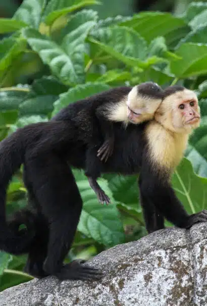Two monkeys.