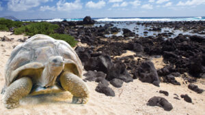 Galapagos giant tortoises on the beaches.