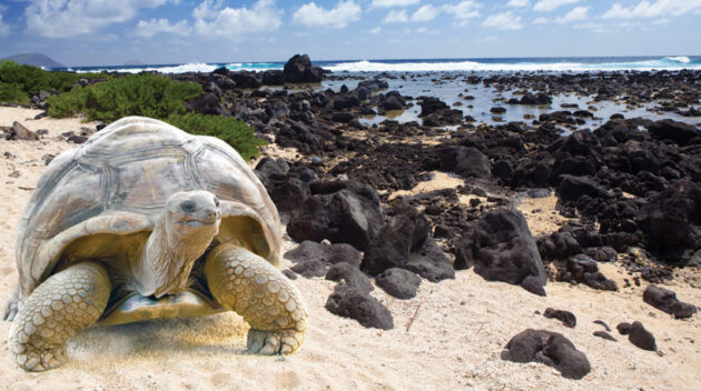 Galapagos giant tortoises on the beaches.