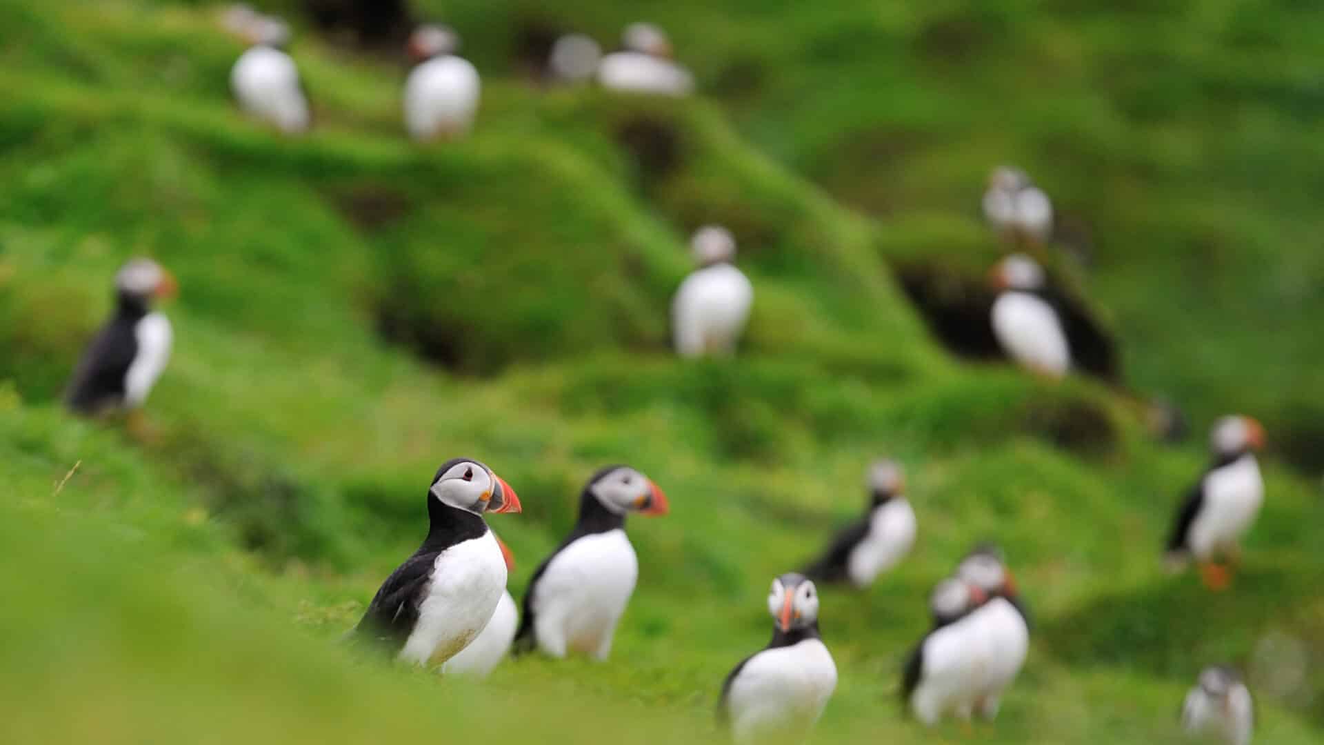 Puffins in Iceland.