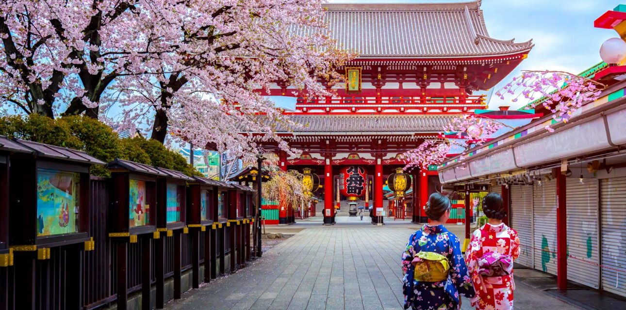 Cherry blossom-lined road in Japan