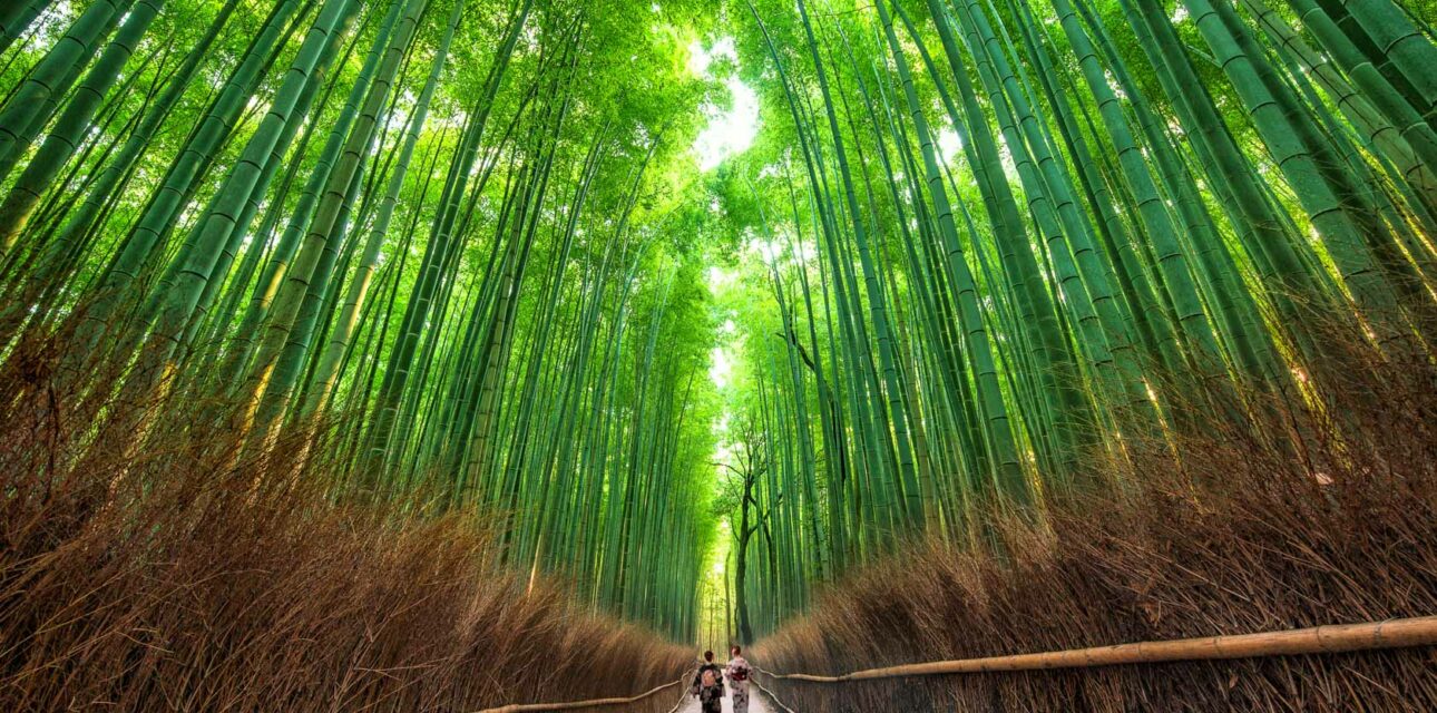 Bamboo forest in Japan.