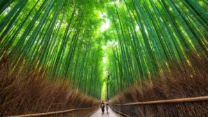 Bamboo forest in Japan.